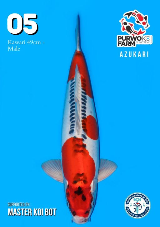 Lelang Koi Online, Jual Beli Ikan Koi, Pusat Jual Beli Koi, Info Lelang Koi Hari Ini, Platform Jual Beli Koi, Jual Beli Ikan Koi Online, Marketplace Ikan Koi, Jual Koi Terbaik, Tempat Beli Koi Berkualitas, Pasar Ikan Koi Online Terpercaya, Penjual Ikan Koi Terpercaya, Beli Koi Hias Online, Ikan Koi untuk Dijual, Koi Kualitas Terbaik, Toko Online Ikan Koi, Koi Hias Untuk Dijual, Jual Beli Ikan Koi Lokal, Koi Indonesia Online, Pusat Jual Beli Koi Terbesar