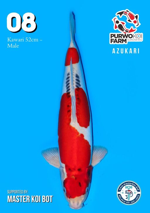 Lelang Koi Online, Jual Beli Ikan Koi, Pusat Jual Beli Koi, Info Lelang Koi Hari Ini, Platform Jual Beli Koi, Jual Beli Ikan Koi Online, Marketplace Ikan Koi, Jual Koi Terbaik, Tempat Beli Koi Berkualitas, Pasar Ikan Koi Online Terpercaya, Penjual Ikan Koi Terpercaya, Beli Koi Hias Online, Ikan Koi untuk Dijual, Koi Kualitas Terbaik, Toko Online Ikan Koi, Koi Hias Untuk Dijual, Jual Beli Ikan Koi Lokal, Koi Indonesia Online, Pusat Jual Beli Koi Terbesar