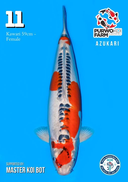 Lelang Koi Online, Jual Beli Ikan Koi, Pusat Jual Beli Koi, Info Lelang Koi Hari Ini, Platform Jual Beli Koi, Jual Beli Ikan Koi Online, Marketplace Ikan Koi, Jual Koi Terbaik, Tempat Beli Koi Berkualitas, Pasar Ikan Koi Online Terpercaya, Penjual Ikan Koi Terpercaya, Beli Koi Hias Online, Ikan Koi untuk Dijual, Koi Kualitas Terbaik, Toko Online Ikan Koi, Koi Hias Untuk Dijual, Jual Beli Ikan Koi Lokal, Koi Indonesia Online, Pusat Jual Beli Koi Terbesar