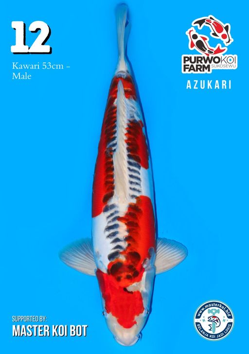 Lelang Koi Online, Jual Beli Ikan Koi, Pusat Jual Beli Koi, Info Lelang Koi Hari Ini, Platform Jual Beli Koi, Jual Beli Ikan Koi Online, Marketplace Ikan Koi, Jual Koi Terbaik, Tempat Beli Koi Berkualitas, Pasar Ikan Koi Online Terpercaya, Penjual Ikan Koi Terpercaya, Beli Koi Hias Online, Ikan Koi untuk Dijual, Koi Kualitas Terbaik, Toko Online Ikan Koi, Koi Hias Untuk Dijual, Jual Beli Ikan Koi Lokal, Koi Indonesia Online, Pusat Jual Beli Koi Terbesar