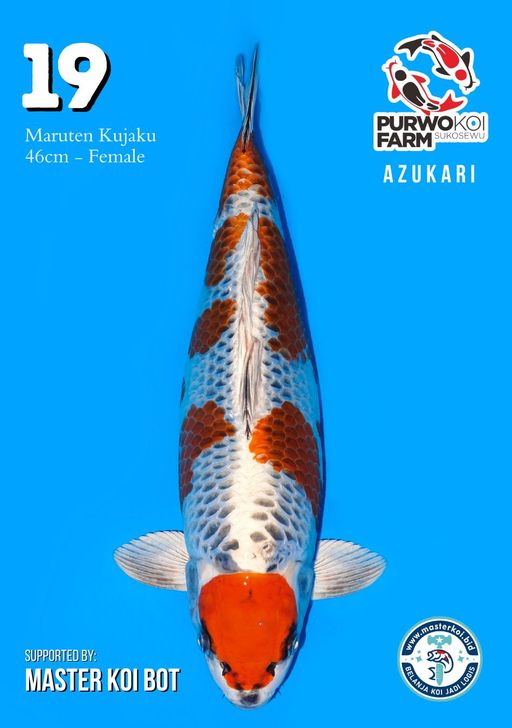 Lelang Koi Online, Jual Beli Ikan Koi, Pusat Jual Beli Koi, Info Lelang Koi Hari Ini, Platform Jual Beli Koi, Jual Beli Ikan Koi Online, Marketplace Ikan Koi, Jual Koi Terbaik, Tempat Beli Koi Berkualitas, Pasar Ikan Koi Online Terpercaya, Penjual Ikan Koi Terpercaya, Beli Koi Hias Online, Ikan Koi untuk Dijual, Koi Kualitas Terbaik, Toko Online Ikan Koi, Koi Hias Untuk Dijual, Jual Beli Ikan Koi Lokal, Koi Indonesia Online, Pusat Jual Beli Koi Terbesar