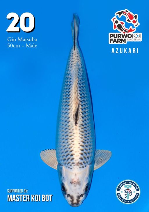 Lelang Koi Online, Jual Beli Ikan Koi, Pusat Jual Beli Koi, Info Lelang Koi Hari Ini, Platform Jual Beli Koi, Jual Beli Ikan Koi Online, Marketplace Ikan Koi, Jual Koi Terbaik, Tempat Beli Koi Berkualitas, Pasar Ikan Koi Online Terpercaya, Penjual Ikan Koi Terpercaya, Beli Koi Hias Online, Ikan Koi untuk Dijual, Koi Kualitas Terbaik, Toko Online Ikan Koi, Koi Hias Untuk Dijual, Jual Beli Ikan Koi Lokal, Koi Indonesia Online, Pusat Jual Beli Koi Terbesar