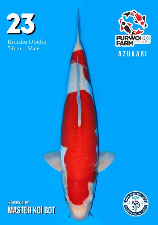 Lelang Koi Online, Jual Beli Ikan Koi, Pusat Jual Beli Koi, Info Lelang Koi Hari Ini, Platform Jual Beli Koi, Jual Beli Ikan Koi Online, Marketplace Ikan Koi, Jual Koi Terbaik, Tempat Beli Koi Berkualitas, Pasar Ikan Koi Online Terpercaya, Penjual Ikan Koi Terpercaya, Beli Koi Hias Online, Ikan Koi untuk Dijual, Koi Kualitas Terbaik, Toko Online Ikan Koi, Koi Hias Untuk Dijual, Jual Beli Ikan Koi Lokal, Koi Indonesia Online, Pusat Jual Beli Koi Terbesar