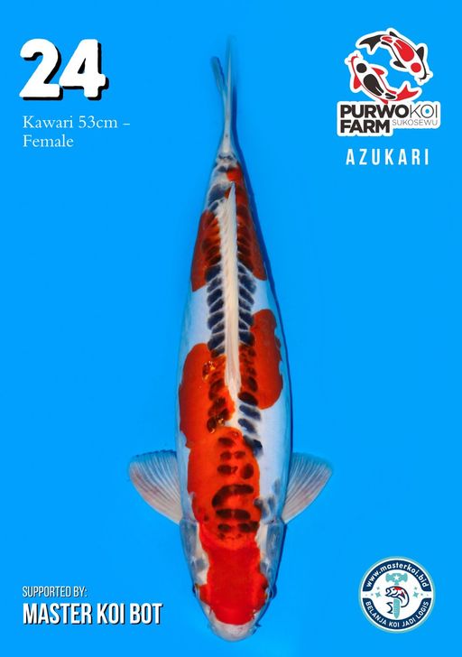 Lelang Koi Online, Jual Beli Ikan Koi, Pusat Jual Beli Koi, Info Lelang Koi Hari Ini, Platform Jual Beli Koi, Jual Beli Ikan Koi Online, Marketplace Ikan Koi, Jual Koi Terbaik, Tempat Beli Koi Berkualitas, Pasar Ikan Koi Online Terpercaya, Penjual Ikan Koi Terpercaya, Beli Koi Hias Online, Ikan Koi untuk Dijual, Koi Kualitas Terbaik, Toko Online Ikan Koi, Koi Hias Untuk Dijual, Jual Beli Ikan Koi Lokal, Koi Indonesia Online, Pusat Jual Beli Koi Terbesar