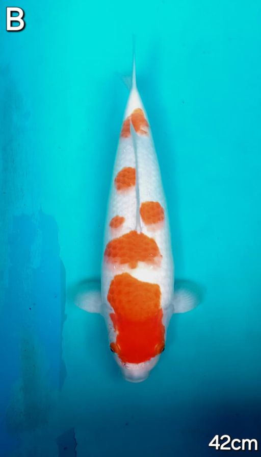 Lelang Koi Online, Jual Beli Ikan Koi, Pusat Jual Beli Koi, Info Lelang Koi Hari Ini, Platform Jual Beli Koi, Jual Beli Ikan Koi Online, Marketplace Ikan Koi, Jual Koi Terbaik, Tempat Beli Koi Berkualitas, Pasar Ikan Koi Online Terpercaya, Penjual Ikan Koi Terpercaya, Beli Koi Hias Online, Ikan Koi untuk Dijual, Koi Kualitas Terbaik, Toko Online Ikan Koi, Koi Hias Untuk Dijual, Jual Beli Ikan Koi Lokal, Koi Indonesia Online, Pusat Jual Beli Koi Terbesar