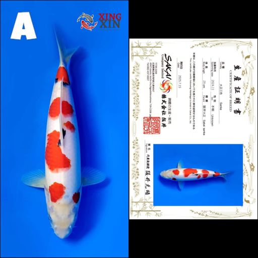 Lelang Koi Online, Jual Beli Ikan Koi, Pusat Jual Beli Koi, Info Lelang Koi Hari Ini, Platform Jual Beli Koi, Jual Beli Ikan Koi Online, Marketplace Ikan Koi, Jual Koi Terbaik, Tempat Beli Koi Berkualitas, Pasar Ikan Koi Online Terpercaya, Penjual Ikan Koi Terpercaya, Beli Koi Hias Online, Ikan Koi untuk Dijual, Koi Kualitas Terbaik, Toko Online Ikan Koi, Koi Hias Untuk Dijual, Jual Beli Ikan Koi Lokal, Koi Indonesia Online, Pusat Jual Beli Koi Terbesar