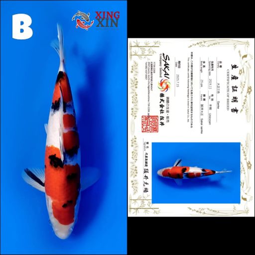 Lelang Koi Online, Jual Beli Ikan Koi, Pusat Jual Beli Koi, Info Lelang Koi Hari Ini, Platform Jual Beli Koi, Jual Beli Ikan Koi Online, Marketplace Ikan Koi, Jual Koi Terbaik, Tempat Beli Koi Berkualitas, Pasar Ikan Koi Online Terpercaya, Penjual Ikan Koi Terpercaya, Beli Koi Hias Online, Ikan Koi untuk Dijual, Koi Kualitas Terbaik, Toko Online Ikan Koi, Koi Hias Untuk Dijual, Jual Beli Ikan Koi Lokal, Koi Indonesia Online, Pusat Jual Beli Koi Terbesar
