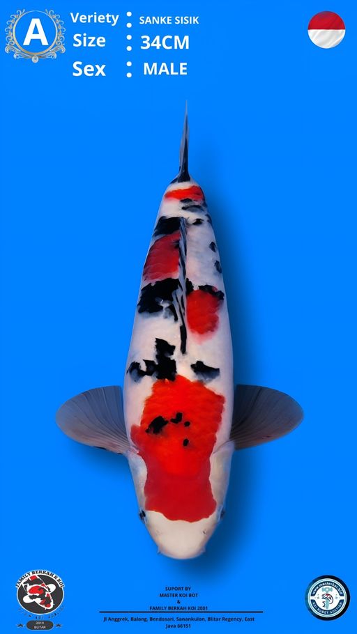 Lelang Koi Online, Jual Beli Ikan Koi, Pusat Jual Beli Koi, Info Lelang Koi Hari Ini, Platform Jual Beli Koi, Jual Beli Ikan Koi Online, Marketplace Ikan Koi, Jual Koi Terbaik, Tempat Beli Koi Berkualitas, Pasar Ikan Koi Online Terpercaya, Penjual Ikan Koi Terpercaya, Beli Koi Hias Online, Ikan Koi untuk Dijual, Koi Kualitas Terbaik, Toko Online Ikan Koi, Koi Hias Untuk Dijual, Jual Beli Ikan Koi Lokal, Koi Indonesia Online, Pusat Jual Beli Koi Terbesar