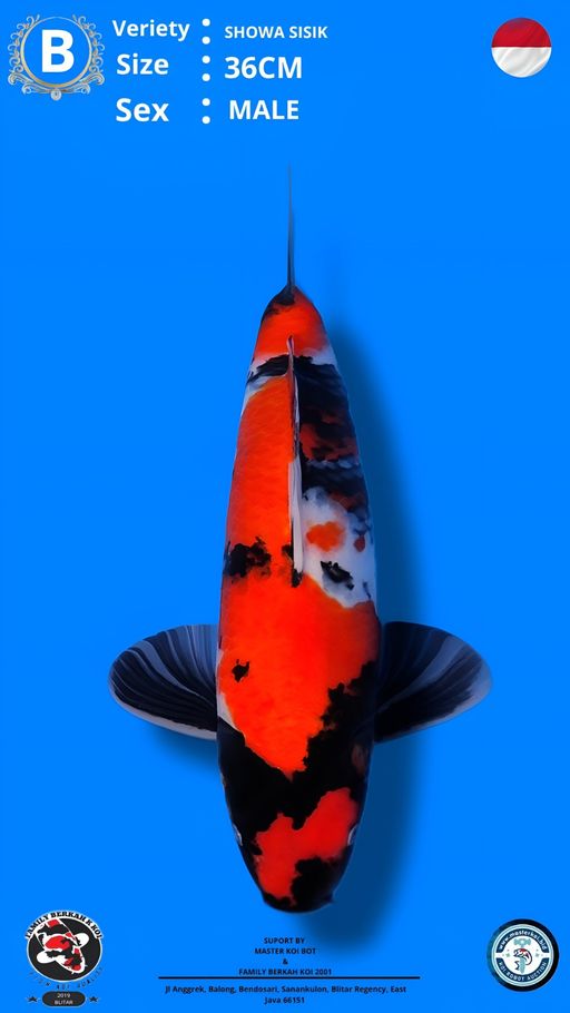 Lelang Koi Online, Jual Beli Ikan Koi, Pusat Jual Beli Koi, Info Lelang Koi Hari Ini, Platform Jual Beli Koi, Jual Beli Ikan Koi Online, Marketplace Ikan Koi, Jual Koi Terbaik, Tempat Beli Koi Berkualitas, Pasar Ikan Koi Online Terpercaya, Penjual Ikan Koi Terpercaya, Beli Koi Hias Online, Ikan Koi untuk Dijual, Koi Kualitas Terbaik, Toko Online Ikan Koi, Koi Hias Untuk Dijual, Jual Beli Ikan Koi Lokal, Koi Indonesia Online, Pusat Jual Beli Koi Terbesar
