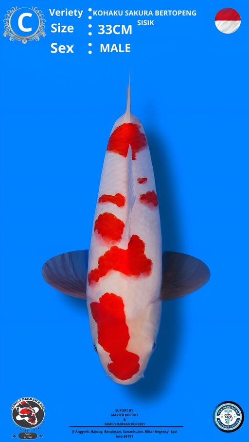 Lelang Koi Online, Jual Beli Ikan Koi, Pusat Jual Beli Koi, Info Lelang Koi Hari Ini, Platform Jual Beli Koi, Jual Beli Ikan Koi Online, Marketplace Ikan Koi, Jual Koi Terbaik, Tempat Beli Koi Berkualitas, Pasar Ikan Koi Online Terpercaya, Penjual Ikan Koi Terpercaya, Beli Koi Hias Online, Ikan Koi untuk Dijual, Koi Kualitas Terbaik, Toko Online Ikan Koi, Koi Hias Untuk Dijual, Jual Beli Ikan Koi Lokal, Koi Indonesia Online, Pusat Jual Beli Koi Terbesar