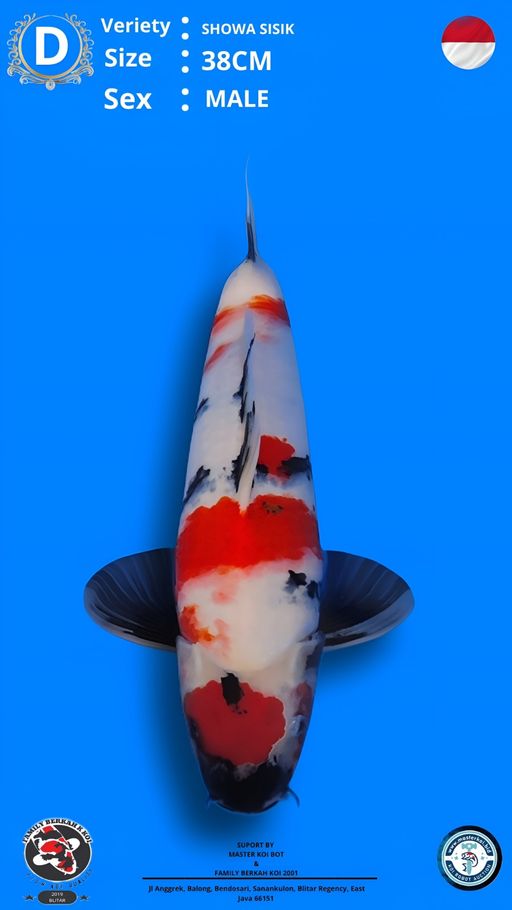 Lelang Koi Online, Jual Beli Ikan Koi, Pusat Jual Beli Koi, Info Lelang Koi Hari Ini, Platform Jual Beli Koi, Jual Beli Ikan Koi Online, Marketplace Ikan Koi, Jual Koi Terbaik, Tempat Beli Koi Berkualitas, Pasar Ikan Koi Online Terpercaya, Penjual Ikan Koi Terpercaya, Beli Koi Hias Online, Ikan Koi untuk Dijual, Koi Kualitas Terbaik, Toko Online Ikan Koi, Koi Hias Untuk Dijual, Jual Beli Ikan Koi Lokal, Koi Indonesia Online, Pusat Jual Beli Koi Terbesar