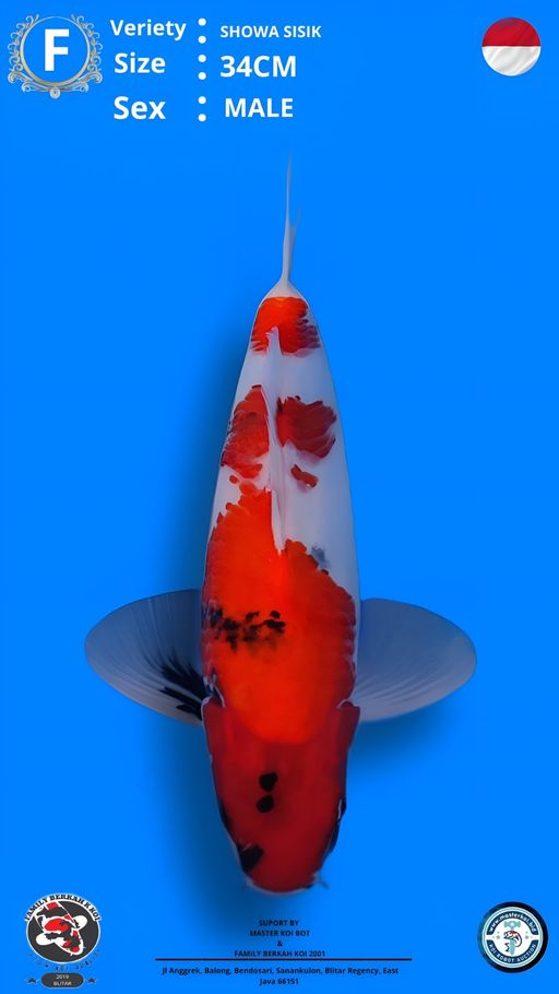 Lelang Koi Online, Jual Beli Ikan Koi, Pusat Jual Beli Koi, Info Lelang Koi Hari Ini, Platform Jual Beli Koi, Jual Beli Ikan Koi Online, Marketplace Ikan Koi, Jual Koi Terbaik, Tempat Beli Koi Berkualitas, Pasar Ikan Koi Online Terpercaya, Penjual Ikan Koi Terpercaya, Beli Koi Hias Online, Ikan Koi untuk Dijual, Koi Kualitas Terbaik, Toko Online Ikan Koi, Koi Hias Untuk Dijual, Jual Beli Ikan Koi Lokal, Koi Indonesia Online, Pusat Jual Beli Koi Terbesar