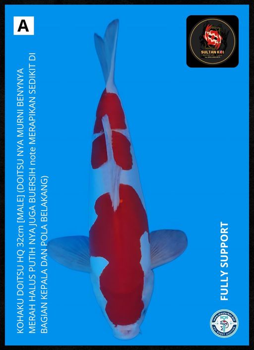 Lelang Koi Online, Jual Beli Ikan Koi, Pusat Jual Beli Koi, Info Lelang Koi Hari Ini, Platform Jual Beli Koi, Jual Beli Ikan Koi Online, Marketplace Ikan Koi, Jual Koi Terbaik, Tempat Beli Koi Berkualitas, Pasar Ikan Koi Online Terpercaya, Penjual Ikan Koi Terpercaya, Beli Koi Hias Online, Ikan Koi untuk Dijual, Koi Kualitas Terbaik, Toko Online Ikan Koi, Koi Hias Untuk Dijual, Jual Beli Ikan Koi Lokal, Koi Indonesia Online, Pusat Jual Beli Koi Terbesar