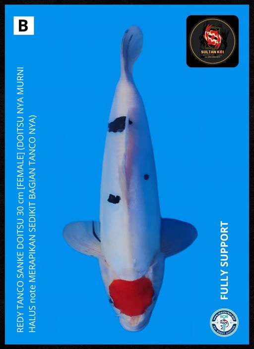 Lelang Koi Online, Jual Beli Ikan Koi, Pusat Jual Beli Koi, Info Lelang Koi Hari Ini, Platform Jual Beli Koi, Jual Beli Ikan Koi Online, Marketplace Ikan Koi, Jual Koi Terbaik, Tempat Beli Koi Berkualitas, Pasar Ikan Koi Online Terpercaya, Penjual Ikan Koi Terpercaya, Beli Koi Hias Online, Ikan Koi untuk Dijual, Koi Kualitas Terbaik, Toko Online Ikan Koi, Koi Hias Untuk Dijual, Jual Beli Ikan Koi Lokal, Koi Indonesia Online, Pusat Jual Beli Koi Terbesar