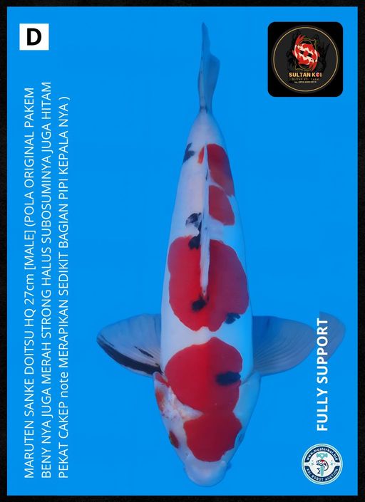 Lelang Koi Online, Jual Beli Ikan Koi, Pusat Jual Beli Koi, Info Lelang Koi Hari Ini, Platform Jual Beli Koi, Jual Beli Ikan Koi Online, Marketplace Ikan Koi, Jual Koi Terbaik, Tempat Beli Koi Berkualitas, Pasar Ikan Koi Online Terpercaya, Penjual Ikan Koi Terpercaya, Beli Koi Hias Online, Ikan Koi untuk Dijual, Koi Kualitas Terbaik, Toko Online Ikan Koi, Koi Hias Untuk Dijual, Jual Beli Ikan Koi Lokal, Koi Indonesia Online, Pusat Jual Beli Koi Terbesar