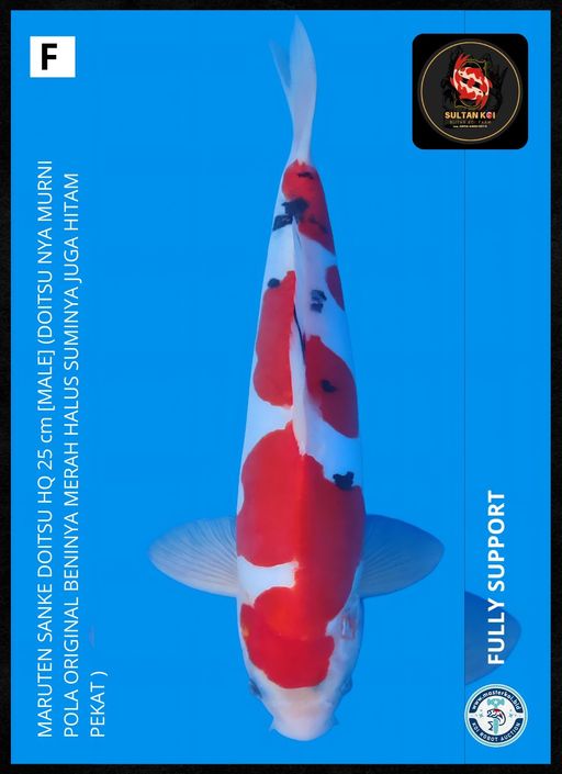 Lelang Koi Online, Jual Beli Ikan Koi, Pusat Jual Beli Koi, Info Lelang Koi Hari Ini, Platform Jual Beli Koi, Jual Beli Ikan Koi Online, Marketplace Ikan Koi, Jual Koi Terbaik, Tempat Beli Koi Berkualitas, Pasar Ikan Koi Online Terpercaya, Penjual Ikan Koi Terpercaya, Beli Koi Hias Online, Ikan Koi untuk Dijual, Koi Kualitas Terbaik, Toko Online Ikan Koi, Koi Hias Untuk Dijual, Jual Beli Ikan Koi Lokal, Koi Indonesia Online, Pusat Jual Beli Koi Terbesar