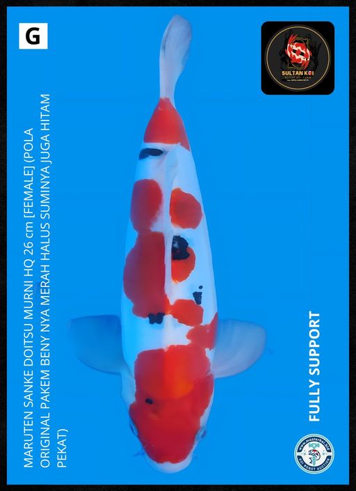 Lelang Koi Online, Jual Beli Ikan Koi, Pusat Jual Beli Koi, Info Lelang Koi Hari Ini, Platform Jual Beli Koi, Jual Beli Ikan Koi Online, Marketplace Ikan Koi, Jual Koi Terbaik, Tempat Beli Koi Berkualitas, Pasar Ikan Koi Online Terpercaya, Penjual Ikan Koi Terpercaya, Beli Koi Hias Online, Ikan Koi untuk Dijual, Koi Kualitas Terbaik, Toko Online Ikan Koi, Koi Hias Untuk Dijual, Jual Beli Ikan Koi Lokal, Koi Indonesia Online, Pusat Jual Beli Koi Terbesar