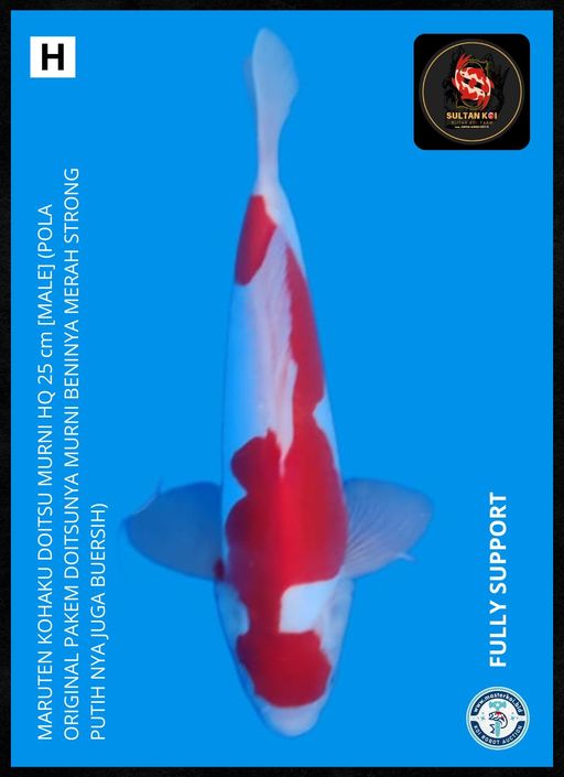 Lelang Koi Online, Jual Beli Ikan Koi, Pusat Jual Beli Koi, Info Lelang Koi Hari Ini, Platform Jual Beli Koi, Jual Beli Ikan Koi Online, Marketplace Ikan Koi, Jual Koi Terbaik, Tempat Beli Koi Berkualitas, Pasar Ikan Koi Online Terpercaya, Penjual Ikan Koi Terpercaya, Beli Koi Hias Online, Ikan Koi untuk Dijual, Koi Kualitas Terbaik, Toko Online Ikan Koi, Koi Hias Untuk Dijual, Jual Beli Ikan Koi Lokal, Koi Indonesia Online, Pusat Jual Beli Koi Terbesar