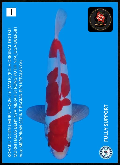 Lelang Koi Online, Jual Beli Ikan Koi, Pusat Jual Beli Koi, Info Lelang Koi Hari Ini, Platform Jual Beli Koi, Jual Beli Ikan Koi Online, Marketplace Ikan Koi, Jual Koi Terbaik, Tempat Beli Koi Berkualitas, Pasar Ikan Koi Online Terpercaya, Penjual Ikan Koi Terpercaya, Beli Koi Hias Online, Ikan Koi untuk Dijual, Koi Kualitas Terbaik, Toko Online Ikan Koi, Koi Hias Untuk Dijual, Jual Beli Ikan Koi Lokal, Koi Indonesia Online, Pusat Jual Beli Koi Terbesar