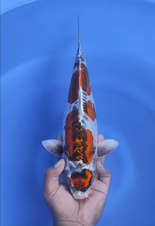 Lelang Koi Online, Jual Beli Ikan Koi, Pusat Jual Beli Koi, Info Lelang Koi Hari Ini, Platform Jual Beli Koi, Jual Beli Ikan Koi Online, Marketplace Ikan Koi, Jual Koi Terbaik, Tempat Beli Koi Berkualitas, Pasar Ikan Koi Online Terpercaya, Penjual Ikan Koi Terpercaya, Beli Koi Hias Online, Ikan Koi untuk Dijual, Koi Kualitas Terbaik, Toko Online Ikan Koi, Koi Hias Untuk Dijual, Jual Beli Ikan Koi Lokal, Koi Indonesia Online, Pusat Jual Beli Koi Terbesar