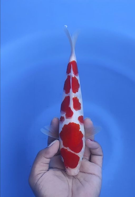 Lelang Koi Online, Jual Beli Ikan Koi, Pusat Jual Beli Koi, Info Lelang Koi Hari Ini, Platform Jual Beli Koi, Jual Beli Ikan Koi Online, Marketplace Ikan Koi, Jual Koi Terbaik, Tempat Beli Koi Berkualitas, Pasar Ikan Koi Online Terpercaya, Penjual Ikan Koi Terpercaya, Beli Koi Hias Online, Ikan Koi untuk Dijual, Koi Kualitas Terbaik, Toko Online Ikan Koi, Koi Hias Untuk Dijual, Jual Beli Ikan Koi Lokal, Koi Indonesia Online, Pusat Jual Beli Koi Terbesar