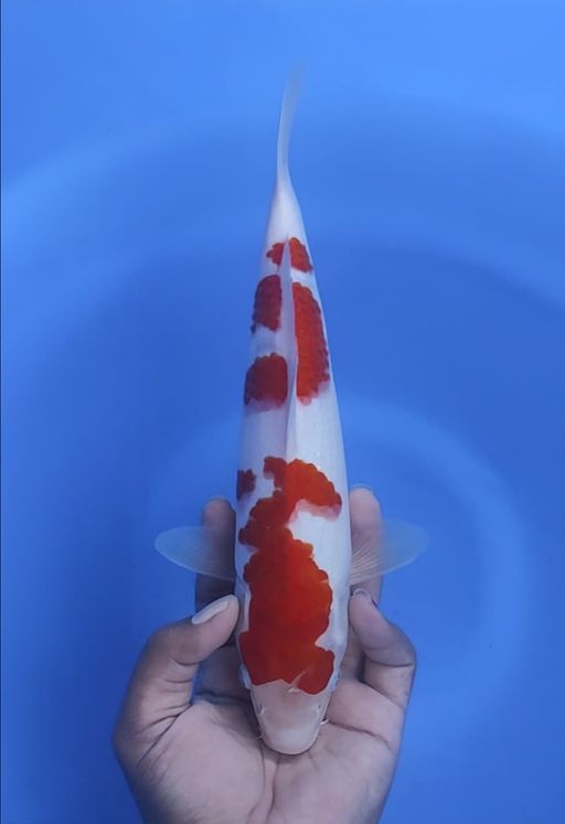 Lelang Koi Online, Jual Beli Ikan Koi, Pusat Jual Beli Koi, Info Lelang Koi Hari Ini, Platform Jual Beli Koi, Jual Beli Ikan Koi Online, Marketplace Ikan Koi, Jual Koi Terbaik, Tempat Beli Koi Berkualitas, Pasar Ikan Koi Online Terpercaya, Penjual Ikan Koi Terpercaya, Beli Koi Hias Online, Ikan Koi untuk Dijual, Koi Kualitas Terbaik, Toko Online Ikan Koi, Koi Hias Untuk Dijual, Jual Beli Ikan Koi Lokal, Koi Indonesia Online, Pusat Jual Beli Koi Terbesar