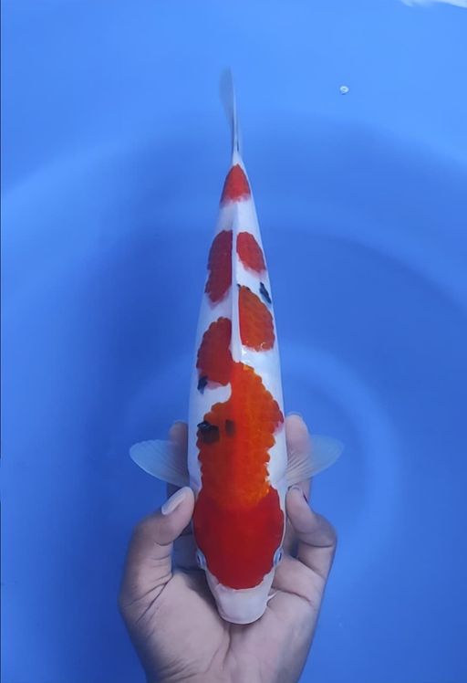 Lelang Koi Online, Jual Beli Ikan Koi, Pusat Jual Beli Koi, Info Lelang Koi Hari Ini, Platform Jual Beli Koi, Jual Beli Ikan Koi Online, Marketplace Ikan Koi, Jual Koi Terbaik, Tempat Beli Koi Berkualitas, Pasar Ikan Koi Online Terpercaya, Penjual Ikan Koi Terpercaya, Beli Koi Hias Online, Ikan Koi untuk Dijual, Koi Kualitas Terbaik, Toko Online Ikan Koi, Koi Hias Untuk Dijual, Jual Beli Ikan Koi Lokal, Koi Indonesia Online, Pusat Jual Beli Koi Terbesar