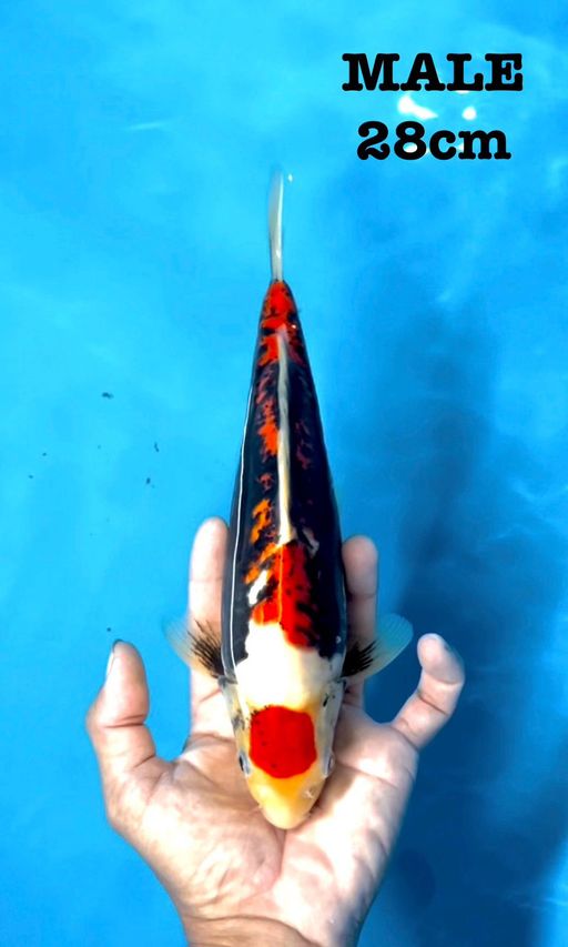 Lelang Koi Online, Jual Beli Ikan Koi, Pusat Jual Beli Koi, Info Lelang Koi Hari Ini, Platform Jual Beli Koi, Jual Beli Ikan Koi Online, Marketplace Ikan Koi, Jual Koi Terbaik, Tempat Beli Koi Berkualitas, Pasar Ikan Koi Online Terpercaya, Penjual Ikan Koi Terpercaya, Beli Koi Hias Online, Ikan Koi untuk Dijual, Koi Kualitas Terbaik, Toko Online Ikan Koi, Koi Hias Untuk Dijual, Jual Beli Ikan Koi Lokal, Koi Indonesia Online, Pusat Jual Beli Koi Terbesar