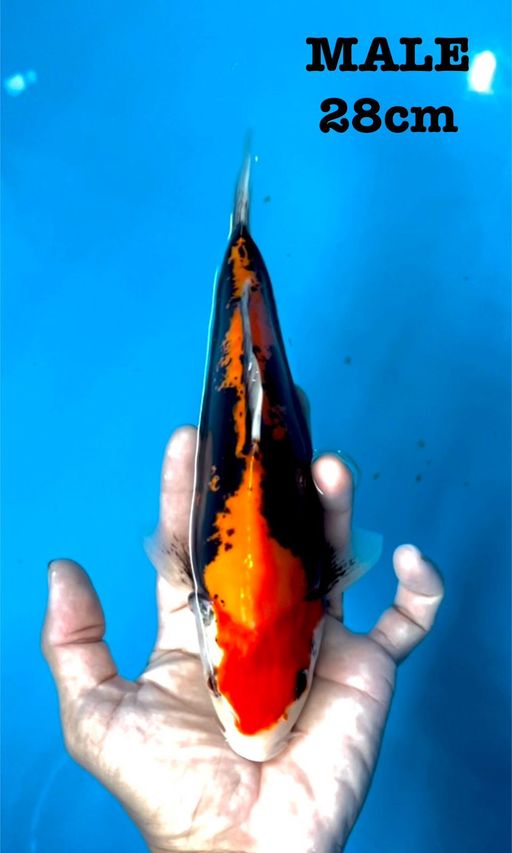 Lelang Koi Online, Jual Beli Ikan Koi, Pusat Jual Beli Koi, Info Lelang Koi Hari Ini, Platform Jual Beli Koi, Jual Beli Ikan Koi Online, Marketplace Ikan Koi, Jual Koi Terbaik, Tempat Beli Koi Berkualitas, Pasar Ikan Koi Online Terpercaya, Penjual Ikan Koi Terpercaya, Beli Koi Hias Online, Ikan Koi untuk Dijual, Koi Kualitas Terbaik, Toko Online Ikan Koi, Koi Hias Untuk Dijual, Jual Beli Ikan Koi Lokal, Koi Indonesia Online, Pusat Jual Beli Koi Terbesar