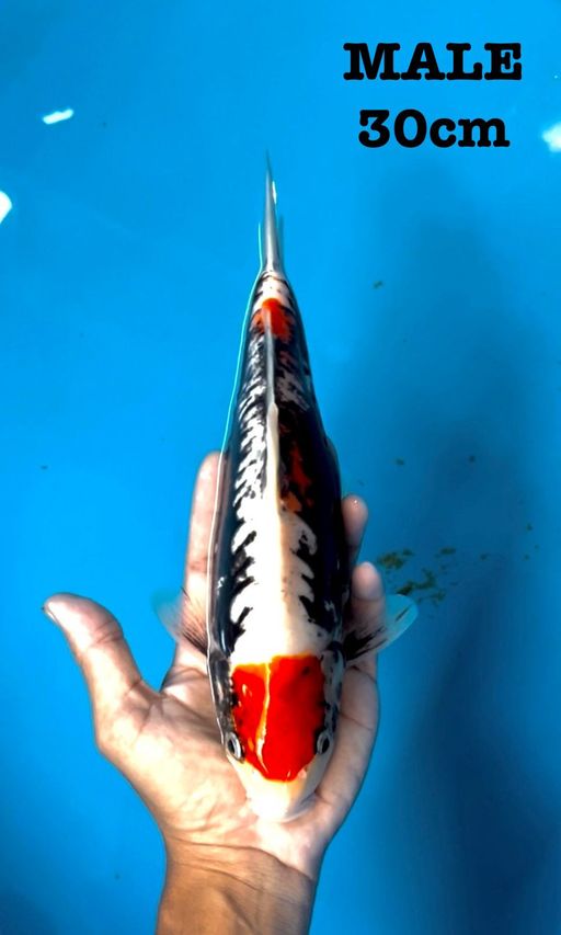 Lelang Koi Online, Jual Beli Ikan Koi, Pusat Jual Beli Koi, Info Lelang Koi Hari Ini, Platform Jual Beli Koi, Jual Beli Ikan Koi Online, Marketplace Ikan Koi, Jual Koi Terbaik, Tempat Beli Koi Berkualitas, Pasar Ikan Koi Online Terpercaya, Penjual Ikan Koi Terpercaya, Beli Koi Hias Online, Ikan Koi untuk Dijual, Koi Kualitas Terbaik, Toko Online Ikan Koi, Koi Hias Untuk Dijual, Jual Beli Ikan Koi Lokal, Koi Indonesia Online, Pusat Jual Beli Koi Terbesar