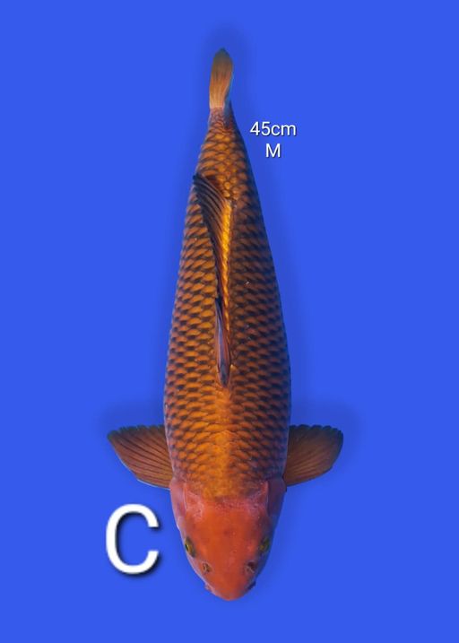 Lelang Koi Online, Jual Beli Ikan Koi, Pusat Jual Beli Koi, Info Lelang Koi Hari Ini, Platform Jual Beli Koi, Jual Beli Ikan Koi Online, Marketplace Ikan Koi, Jual Koi Terbaik, Tempat Beli Koi Berkualitas, Pasar Ikan Koi Online Terpercaya, Penjual Ikan Koi Terpercaya, Beli Koi Hias Online, Ikan Koi untuk Dijual, Koi Kualitas Terbaik, Toko Online Ikan Koi, Koi Hias Untuk Dijual, Jual Beli Ikan Koi Lokal, Koi Indonesia Online, Pusat Jual Beli Koi Terbesar