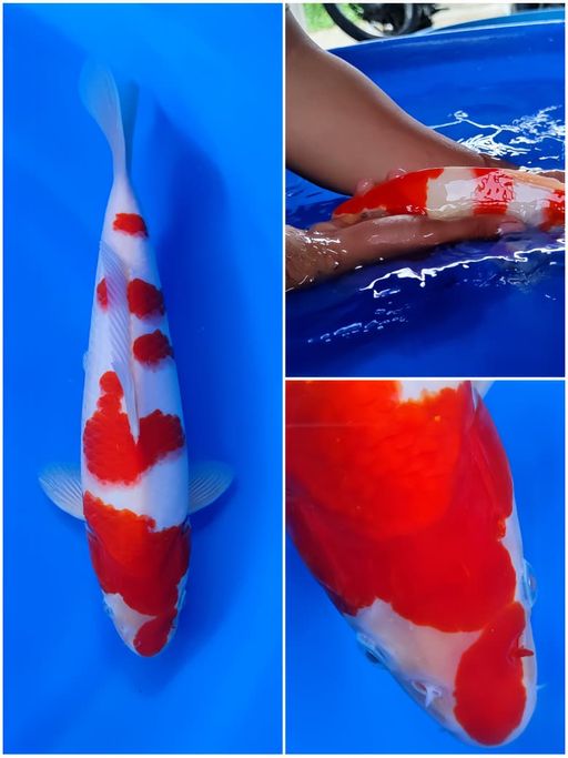 Lelang Koi Online, Jual Beli Ikan Koi, Pusat Jual Beli Koi, Info Lelang Koi Hari Ini, Platform Jual Beli Koi, Jual Beli Ikan Koi Online, Marketplace Ikan Koi, Jual Koi Terbaik, Tempat Beli Koi Berkualitas, Pasar Ikan Koi Online Terpercaya, Penjual Ikan Koi Terpercaya, Beli Koi Hias Online, Ikan Koi untuk Dijual, Koi Kualitas Terbaik, Toko Online Ikan Koi, Koi Hias Untuk Dijual, Jual Beli Ikan Koi Lokal, Koi Indonesia Online, Pusat Jual Beli Koi Terbesar