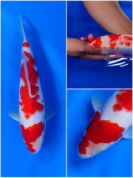 Lelang Koi Online, Jual Beli Ikan Koi, Pusat Jual Beli Koi, Info Lelang Koi Hari Ini, Platform Jual Beli Koi, Jual Beli Ikan Koi Online, Marketplace Ikan Koi, Jual Koi Terbaik, Tempat Beli Koi Berkualitas, Pasar Ikan Koi Online Terpercaya, Penjual Ikan Koi Terpercaya, Beli Koi Hias Online, Ikan Koi untuk Dijual, Koi Kualitas Terbaik, Toko Online Ikan Koi, Koi Hias Untuk Dijual, Jual Beli Ikan Koi Lokal, Koi Indonesia Online, Pusat Jual Beli Koi Terbesar