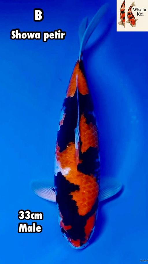 Lelang Koi Online, Jual Beli Ikan Koi, Pusat Jual Beli Koi, Info Lelang Koi Hari Ini, Platform Jual Beli Koi, Jual Beli Ikan Koi Online, Marketplace Ikan Koi, Jual Koi Terbaik, Tempat Beli Koi Berkualitas, Pasar Ikan Koi Online Terpercaya, Penjual Ikan Koi Terpercaya, Beli Koi Hias Online, Ikan Koi untuk Dijual, Koi Kualitas Terbaik, Toko Online Ikan Koi, Koi Hias Untuk Dijual, Jual Beli Ikan Koi Lokal, Koi Indonesia Online, Pusat Jual Beli Koi Terbesar