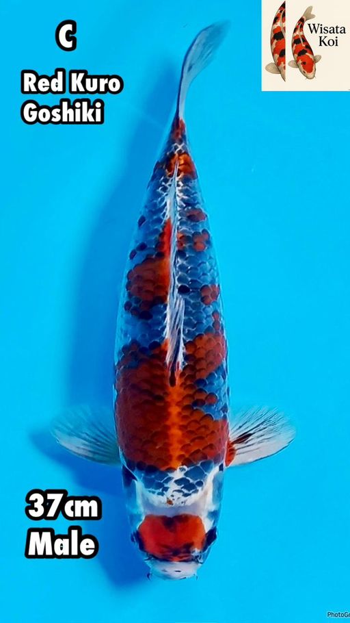 Lelang Koi Online, Jual Beli Ikan Koi, Pusat Jual Beli Koi, Info Lelang Koi Hari Ini, Platform Jual Beli Koi, Jual Beli Ikan Koi Online, Marketplace Ikan Koi, Jual Koi Terbaik, Tempat Beli Koi Berkualitas, Pasar Ikan Koi Online Terpercaya, Penjual Ikan Koi Terpercaya, Beli Koi Hias Online, Ikan Koi untuk Dijual, Koi Kualitas Terbaik, Toko Online Ikan Koi, Koi Hias Untuk Dijual, Jual Beli Ikan Koi Lokal, Koi Indonesia Online, Pusat Jual Beli Koi Terbesar