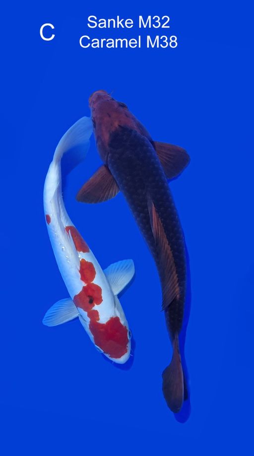 Lelang Koi Online, Jual Beli Ikan Koi, Pusat Jual Beli Koi, Info Lelang Koi Hari Ini, Platform Jual Beli Koi, Jual Beli Ikan Koi Online, Marketplace Ikan Koi, Jual Koi Terbaik, Tempat Beli Koi Berkualitas, Pasar Ikan Koi Online Terpercaya, Penjual Ikan Koi Terpercaya, Beli Koi Hias Online, Ikan Koi untuk Dijual, Koi Kualitas Terbaik, Toko Online Ikan Koi, Koi Hias Untuk Dijual, Jual Beli Ikan Koi Lokal, Koi Indonesia Online, Pusat Jual Beli Koi Terbesar