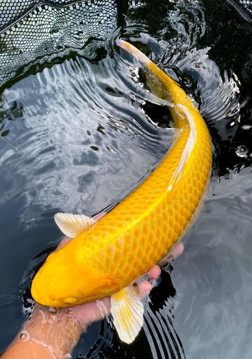 Lelang Koi Online, Jual Beli Ikan Koi, Pusat Jual Beli Koi, Info Lelang Koi Hari Ini, Platform Jual Beli Koi, Jual Beli Ikan Koi Online, Marketplace Ikan Koi, Jual Koi Terbaik, Tempat Beli Koi Berkualitas, Pasar Ikan Koi Online Terpercaya, Penjual Ikan Koi Terpercaya, Beli Koi Hias Online, Ikan Koi untuk Dijual, Koi Kualitas Terbaik, Toko Online Ikan Koi, Koi Hias Untuk Dijual, Jual Beli Ikan Koi Lokal, Koi Indonesia Online, Pusat Jual Beli Koi Terbesar