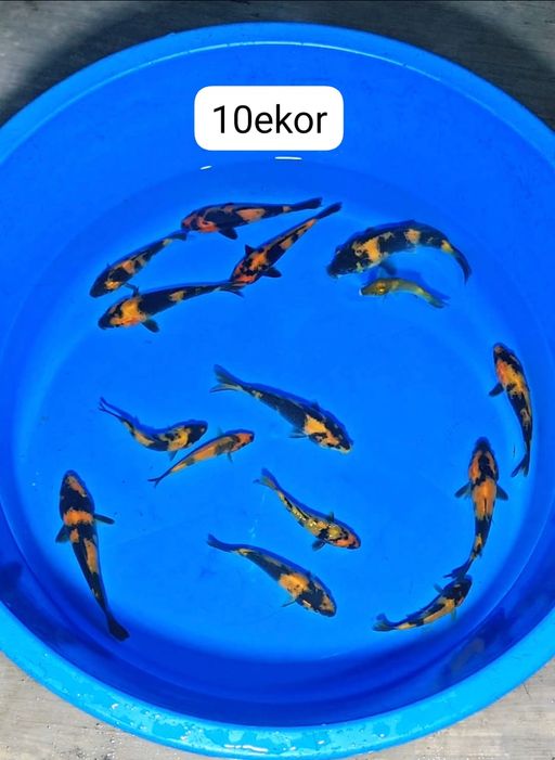 Lelang Koi Online, Jual Beli Ikan Koi, Pusat Jual Beli Koi, Info Lelang Koi Hari Ini, Platform Jual Beli Koi, Jual Beli Ikan Koi Online, Marketplace Ikan Koi, Jual Koi Terbaik, Tempat Beli Koi Berkualitas, Pasar Ikan Koi Online Terpercaya, Penjual Ikan Koi Terpercaya, Beli Koi Hias Online, Ikan Koi untuk Dijual, Koi Kualitas Terbaik, Toko Online Ikan Koi, Koi Hias Untuk Dijual, Jual Beli Ikan Koi Lokal, Koi Indonesia Online, Pusat Jual Beli Koi Terbesar