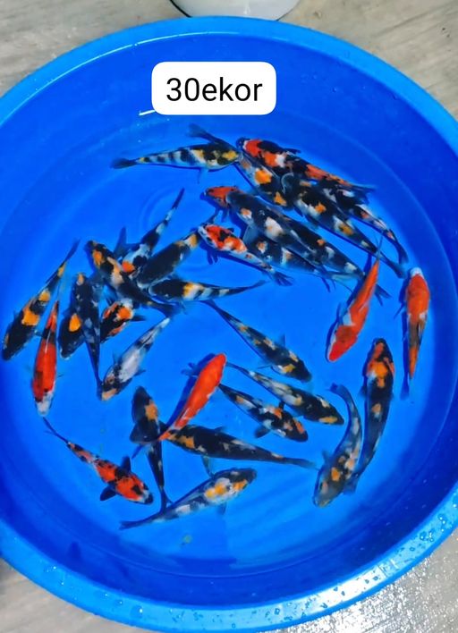 Lelang Koi Online, Jual Beli Ikan Koi, Pusat Jual Beli Koi, Info Lelang Koi Hari Ini, Platform Jual Beli Koi, Jual Beli Ikan Koi Online, Marketplace Ikan Koi, Jual Koi Terbaik, Tempat Beli Koi Berkualitas, Pasar Ikan Koi Online Terpercaya, Penjual Ikan Koi Terpercaya, Beli Koi Hias Online, Ikan Koi untuk Dijual, Koi Kualitas Terbaik, Toko Online Ikan Koi, Koi Hias Untuk Dijual, Jual Beli Ikan Koi Lokal, Koi Indonesia Online, Pusat Jual Beli Koi Terbesar
