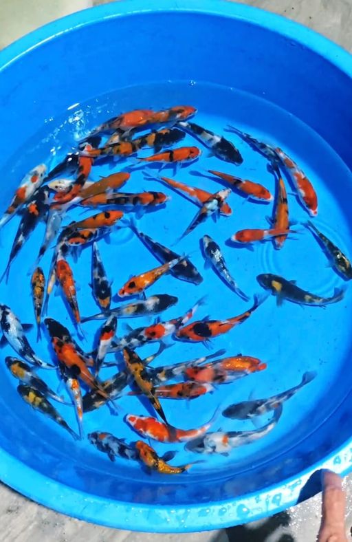 Lelang Koi Online, Jual Beli Ikan Koi, Pusat Jual Beli Koi, Info Lelang Koi Hari Ini, Platform Jual Beli Koi, Jual Beli Ikan Koi Online, Marketplace Ikan Koi, Jual Koi Terbaik, Tempat Beli Koi Berkualitas, Pasar Ikan Koi Online Terpercaya, Penjual Ikan Koi Terpercaya, Beli Koi Hias Online, Ikan Koi untuk Dijual, Koi Kualitas Terbaik, Toko Online Ikan Koi, Koi Hias Untuk Dijual, Jual Beli Ikan Koi Lokal, Koi Indonesia Online, Pusat Jual Beli Koi Terbesar