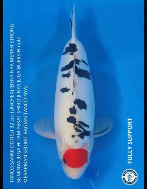 Lelang Koi Online, Jual Beli Ikan Koi, Pusat Jual Beli Koi, Info Lelang Koi Hari Ini, Platform Jual Beli Koi, Jual Beli Ikan Koi Online, Marketplace Ikan Koi, Jual Koi Terbaik, Tempat Beli Koi Berkualitas, Pasar Ikan Koi Online Terpercaya, Penjual Ikan Koi Terpercaya, Beli Koi Hias Online, Ikan Koi untuk Dijual, Koi Kualitas Terbaik, Toko Online Ikan Koi, Koi Hias Untuk Dijual, Jual Beli Ikan Koi Lokal, Koi Indonesia Online, Pusat Jual Beli Koi Terbesar