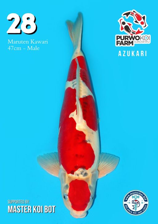 Lelang Koi Online, Jual Beli Ikan Koi, Pusat Jual Beli Koi, Info Lelang Koi Hari Ini, Platform Jual Beli Koi, Jual Beli Ikan Koi Online, Marketplace Ikan Koi, Jual Koi Terbaik, Tempat Beli Koi Berkualitas, Pasar Ikan Koi Online Terpercaya, Penjual Ikan Koi Terpercaya, Beli Koi Hias Online, Ikan Koi untuk Dijual, Koi Kualitas Terbaik, Toko Online Ikan Koi, Koi Hias Untuk Dijual, Jual Beli Ikan Koi Lokal, Koi Indonesia Online, Pusat Jual Beli Koi Terbesar