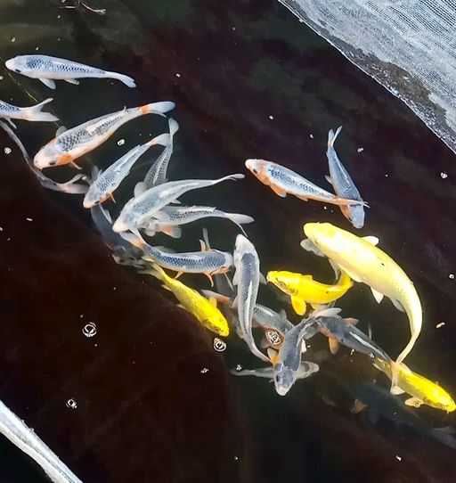 Lelang Koi Online, Jual Beli Ikan Koi, Pusat Jual Beli Koi, Info Lelang Koi Hari Ini, Platform Jual Beli Koi, Jual Beli Ikan Koi Online, Marketplace Ikan Koi, Jual Koi Terbaik, Tempat Beli Koi Berkualitas, Pasar Ikan Koi Online Terpercaya, Penjual Ikan Koi Terpercaya, Beli Koi Hias Online, Ikan Koi untuk Dijual, Koi Kualitas Terbaik, Toko Online Ikan Koi, Koi Hias Untuk Dijual, Jual Beli Ikan Koi Lokal, Koi Indonesia Online, Pusat Jual Beli Koi Terbesar