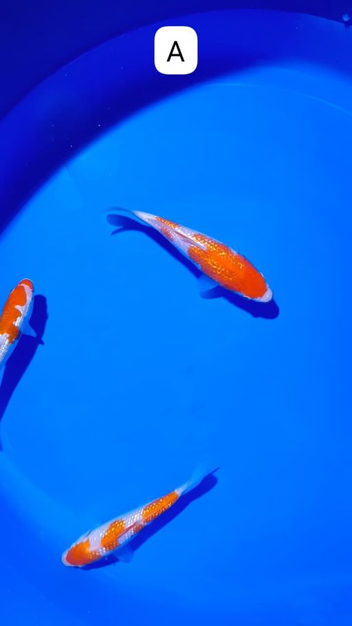 Lelang Koi Online, Jual Beli Ikan Koi, Pusat Jual Beli Koi, Info Lelang Koi Hari Ini, Platform Jual Beli Koi, Jual Beli Ikan Koi Online, Marketplace Ikan Koi, Jual Koi Terbaik, Tempat Beli Koi Berkualitas, Pasar Ikan Koi Online Terpercaya, Penjual Ikan Koi Terpercaya, Beli Koi Hias Online, Ikan Koi untuk Dijual, Koi Kualitas Terbaik, Toko Online Ikan Koi, Koi Hias Untuk Dijual, Jual Beli Ikan Koi Lokal, Koi Indonesia Online, Pusat Jual Beli Koi Terbesar