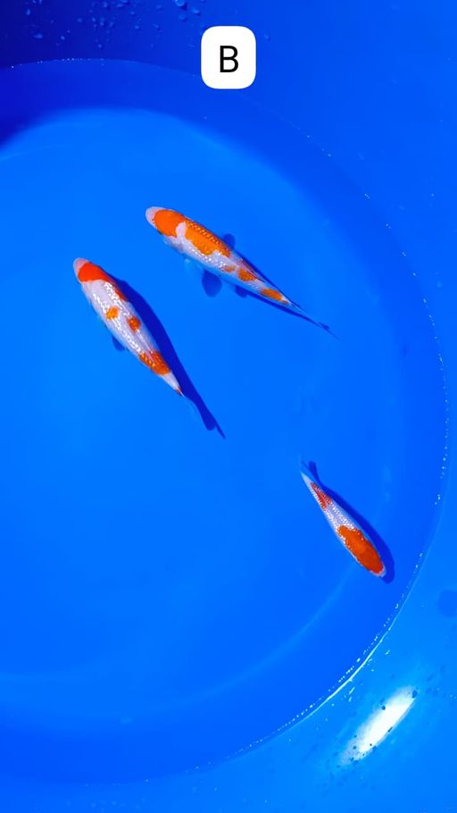 Lelang Koi Online, Jual Beli Ikan Koi, Pusat Jual Beli Koi, Info Lelang Koi Hari Ini, Platform Jual Beli Koi, Jual Beli Ikan Koi Online, Marketplace Ikan Koi, Jual Koi Terbaik, Tempat Beli Koi Berkualitas, Pasar Ikan Koi Online Terpercaya, Penjual Ikan Koi Terpercaya, Beli Koi Hias Online, Ikan Koi untuk Dijual, Koi Kualitas Terbaik, Toko Online Ikan Koi, Koi Hias Untuk Dijual, Jual Beli Ikan Koi Lokal, Koi Indonesia Online, Pusat Jual Beli Koi Terbesar