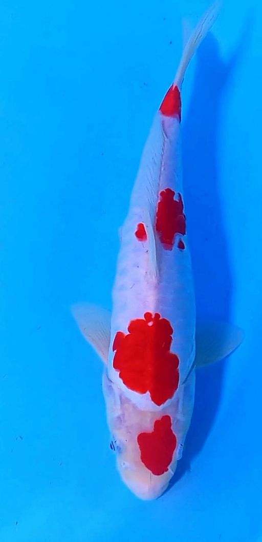 Lelang Koi Online, Jual Beli Ikan Koi, Pusat Jual Beli Koi, Info Lelang Koi Hari Ini, Platform Jual Beli Koi, Jual Beli Ikan Koi Online, Marketplace Ikan Koi, Jual Koi Terbaik, Tempat Beli Koi Berkualitas, Pasar Ikan Koi Online Terpercaya, Penjual Ikan Koi Terpercaya, Beli Koi Hias Online, Ikan Koi untuk Dijual, Koi Kualitas Terbaik, Toko Online Ikan Koi, Koi Hias Untuk Dijual, Jual Beli Ikan Koi Lokal, Koi Indonesia Online, Pusat Jual Beli Koi Terbesar