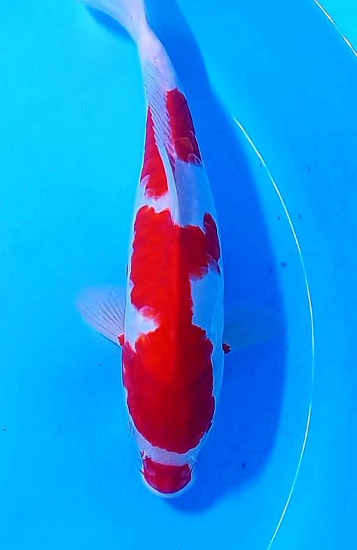 Lelang Koi Online, Jual Beli Ikan Koi, Pusat Jual Beli Koi, Info Lelang Koi Hari Ini, Platform Jual Beli Koi, Jual Beli Ikan Koi Online, Marketplace Ikan Koi, Jual Koi Terbaik, Tempat Beli Koi Berkualitas, Pasar Ikan Koi Online Terpercaya, Penjual Ikan Koi Terpercaya, Beli Koi Hias Online, Ikan Koi untuk Dijual, Koi Kualitas Terbaik, Toko Online Ikan Koi, Koi Hias Untuk Dijual, Jual Beli Ikan Koi Lokal, Koi Indonesia Online, Pusat Jual Beli Koi Terbesar