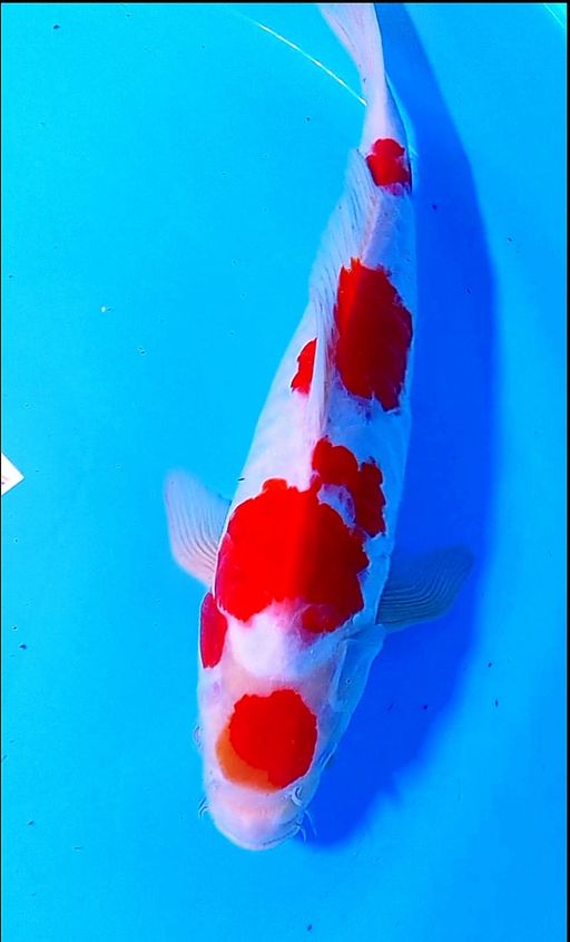 Lelang Koi Online, Jual Beli Ikan Koi, Pusat Jual Beli Koi, Info Lelang Koi Hari Ini, Platform Jual Beli Koi, Jual Beli Ikan Koi Online, Marketplace Ikan Koi, Jual Koi Terbaik, Tempat Beli Koi Berkualitas, Pasar Ikan Koi Online Terpercaya, Penjual Ikan Koi Terpercaya, Beli Koi Hias Online, Ikan Koi untuk Dijual, Koi Kualitas Terbaik, Toko Online Ikan Koi, Koi Hias Untuk Dijual, Jual Beli Ikan Koi Lokal, Koi Indonesia Online, Pusat Jual Beli Koi Terbesar