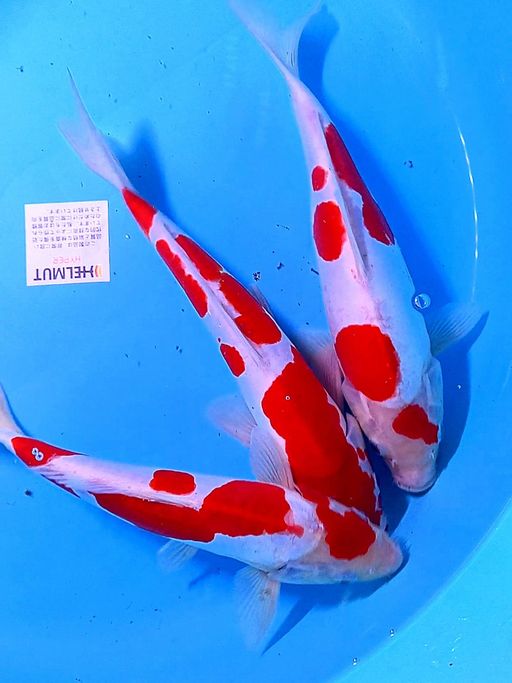 Lelang Koi Online, Jual Beli Ikan Koi, Pusat Jual Beli Koi, Info Lelang Koi Hari Ini, Platform Jual Beli Koi, Jual Beli Ikan Koi Online, Marketplace Ikan Koi, Jual Koi Terbaik, Tempat Beli Koi Berkualitas, Pasar Ikan Koi Online Terpercaya, Penjual Ikan Koi Terpercaya, Beli Koi Hias Online, Ikan Koi untuk Dijual, Koi Kualitas Terbaik, Toko Online Ikan Koi, Koi Hias Untuk Dijual, Jual Beli Ikan Koi Lokal, Koi Indonesia Online, Pusat Jual Beli Koi Terbesar