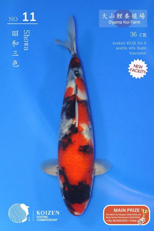 Lelang Koi Online, Jual Beli Ikan Koi, Pusat Jual Beli Koi, Info Lelang Koi Hari Ini, Platform Jual Beli Koi, Jual Beli Ikan Koi Online, Marketplace Ikan Koi, Jual Koi Terbaik, Tempat Beli Koi Berkualitas, Pasar Ikan Koi Online Terpercaya, Penjual Ikan Koi Terpercaya, Beli Koi Hias Online, Ikan Koi untuk Dijual, Koi Kualitas Terbaik, Toko Online Ikan Koi, Koi Hias Untuk Dijual, Jual Beli Ikan Koi Lokal, Koi Indonesia Online, Pusat Jual Beli Koi Terbesar